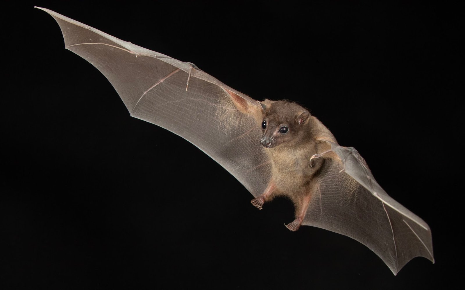 Aethalops aequalis — Sabah. Photo: Charles Francis