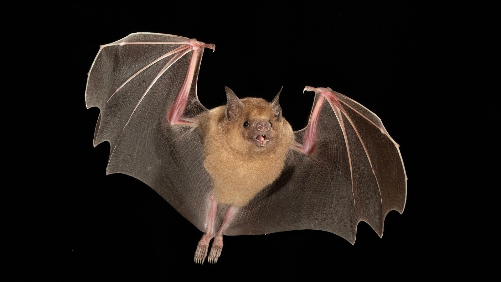 Brachyphylla nana — Cuba. Photo: Charles Francis