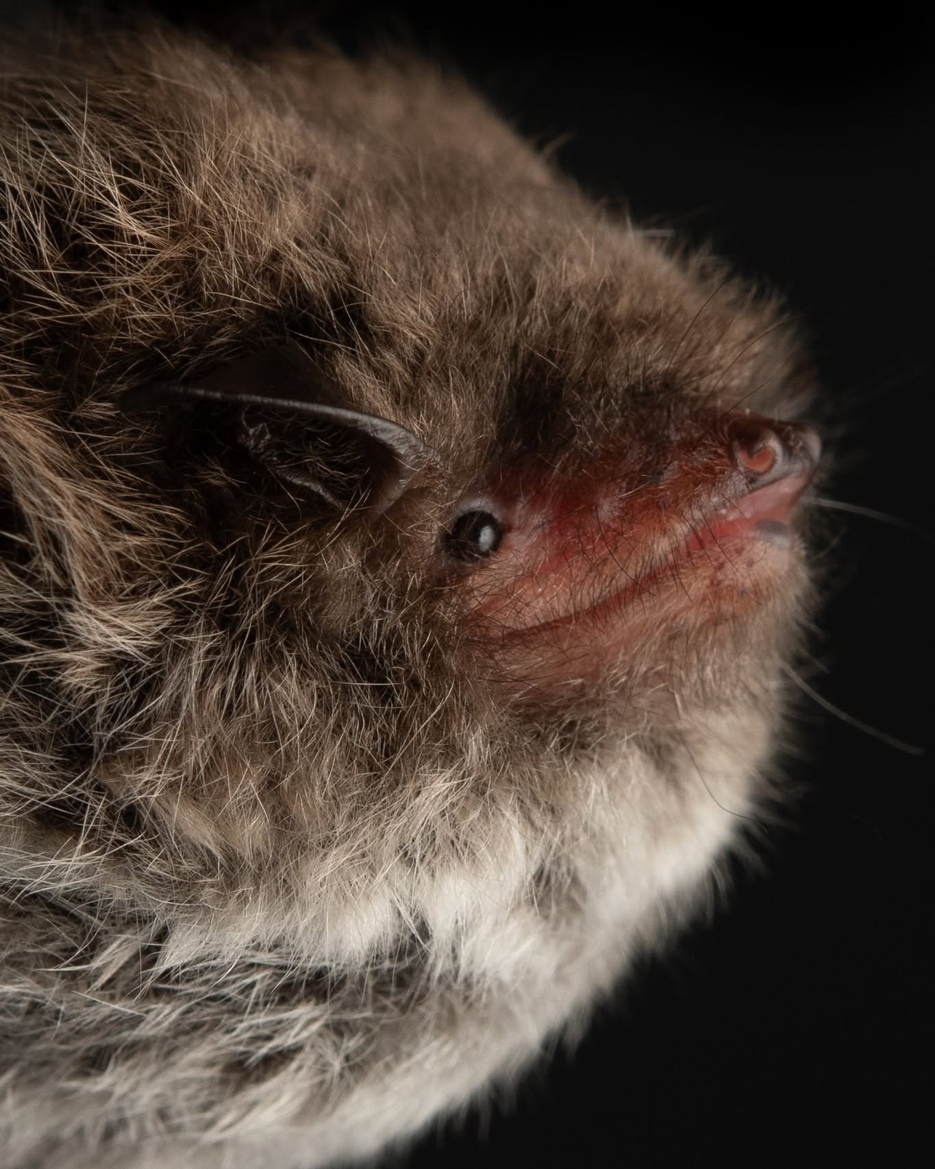 Daubenton's Bat (Myotis daubentonii). Photo: Jose Gabriel Martinez Fonseca