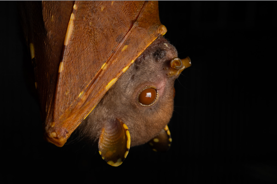 Eastern Tube-nosed Bat (Nyctimene robinsoni). Photo: Jose Gabriel Martinez Fonseca