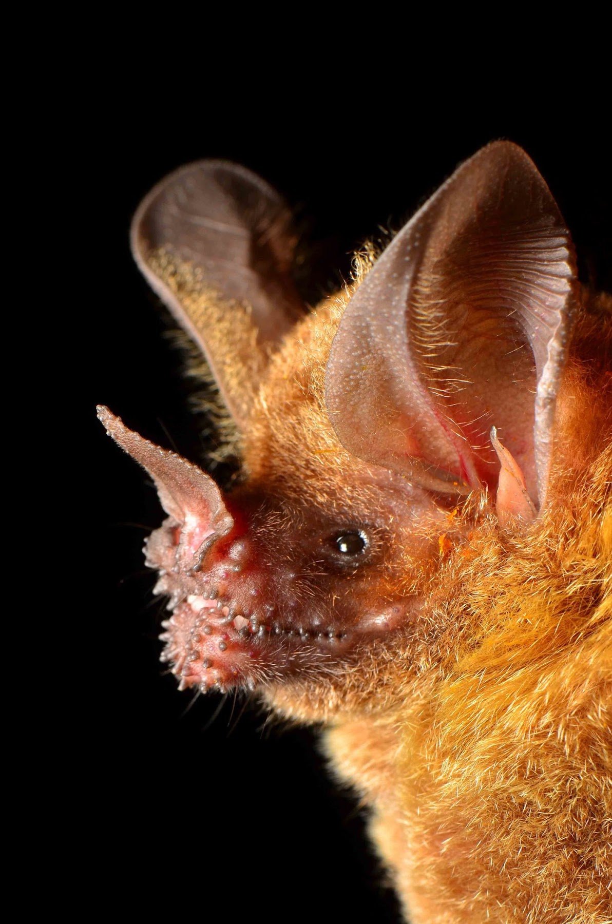 Fringe-lipped Bat (Trachops cirrhosus) — carnivore. Photo: Jose Gabriel Martinez Fonseca