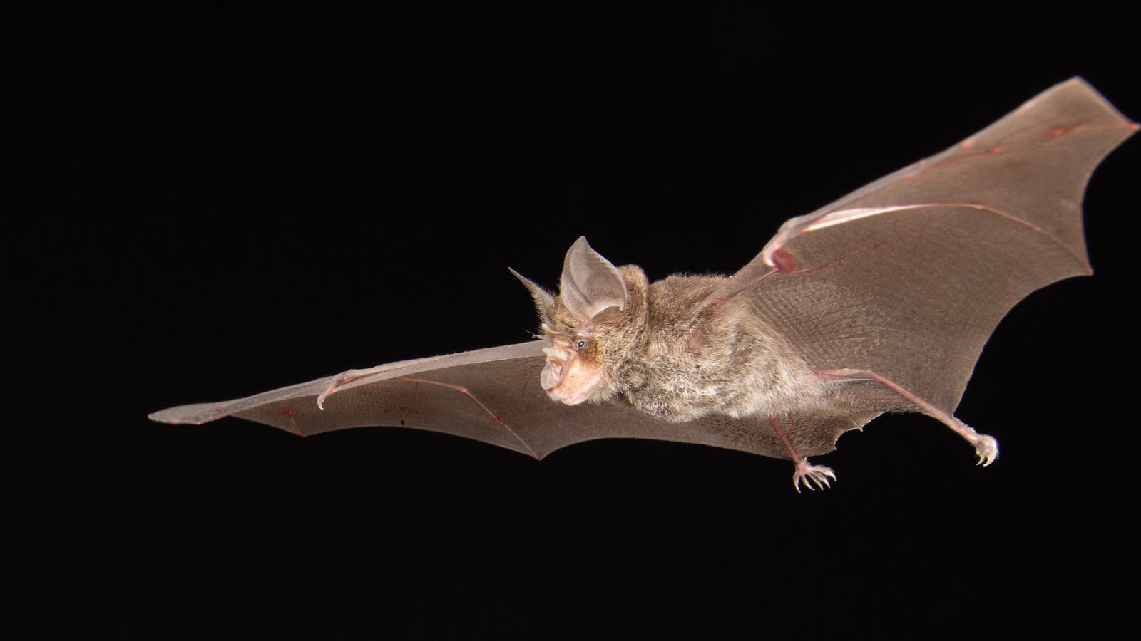Glossy Horseshoe Bat (Rhinolophus refulgens). Photo: Charles Francis