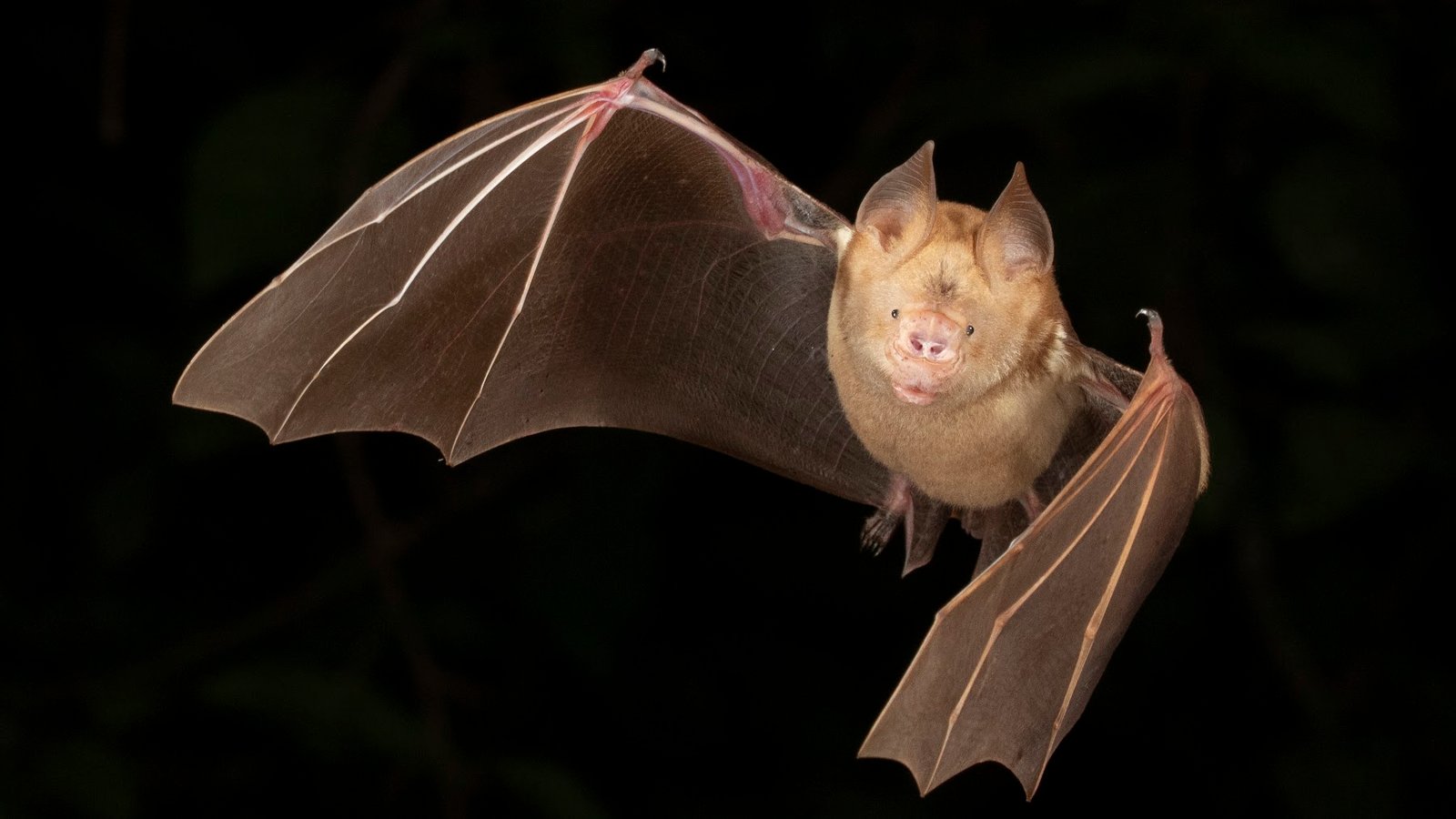 Hipposideros diadema — Sabah. Photo: Charles Francis