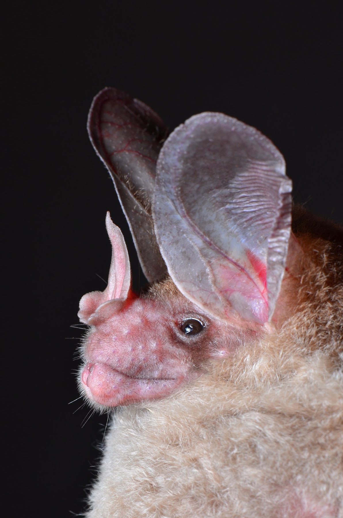 Large Woolly Bat (Chrotopterus auritus) — carnivore. Photo: Jose Gabriel Martinez Fonseca