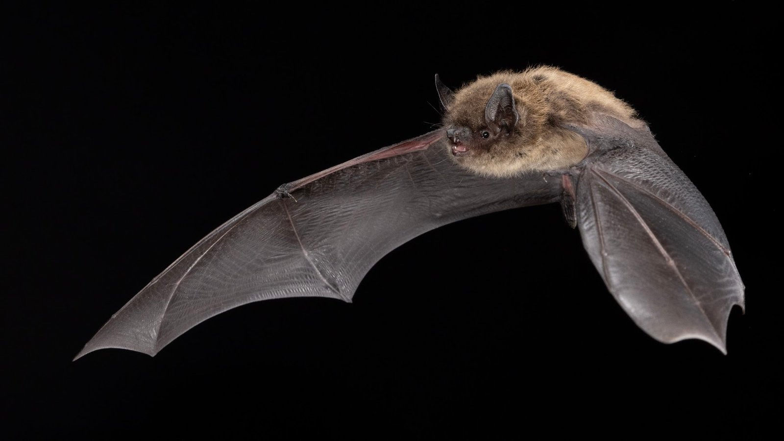 Little Brown Myotis (Myotis lucifugus) — Ontario. Photo: Charles Francis