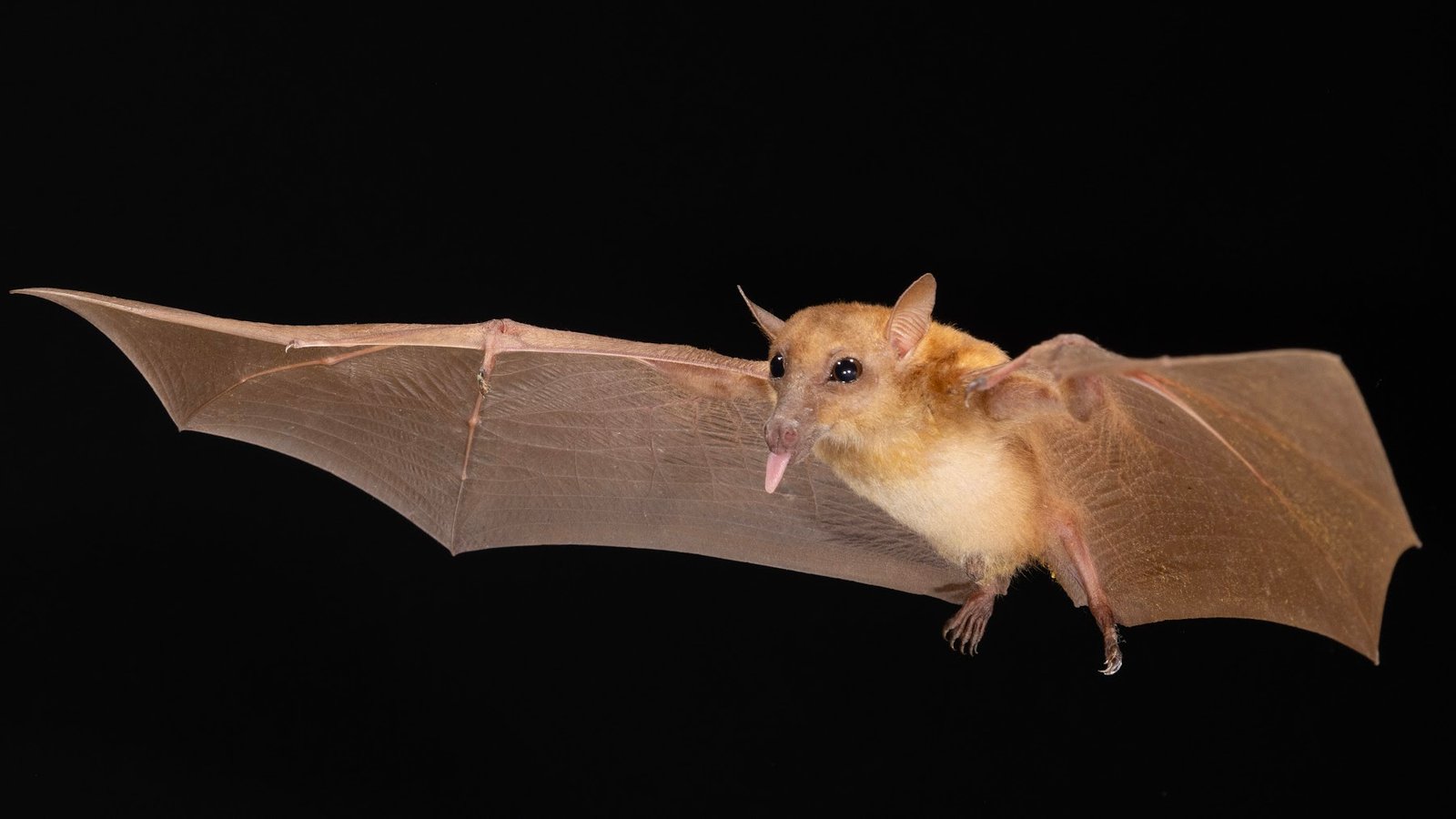 Macroglossus minimus — Sabah. Photo: Charles Francis