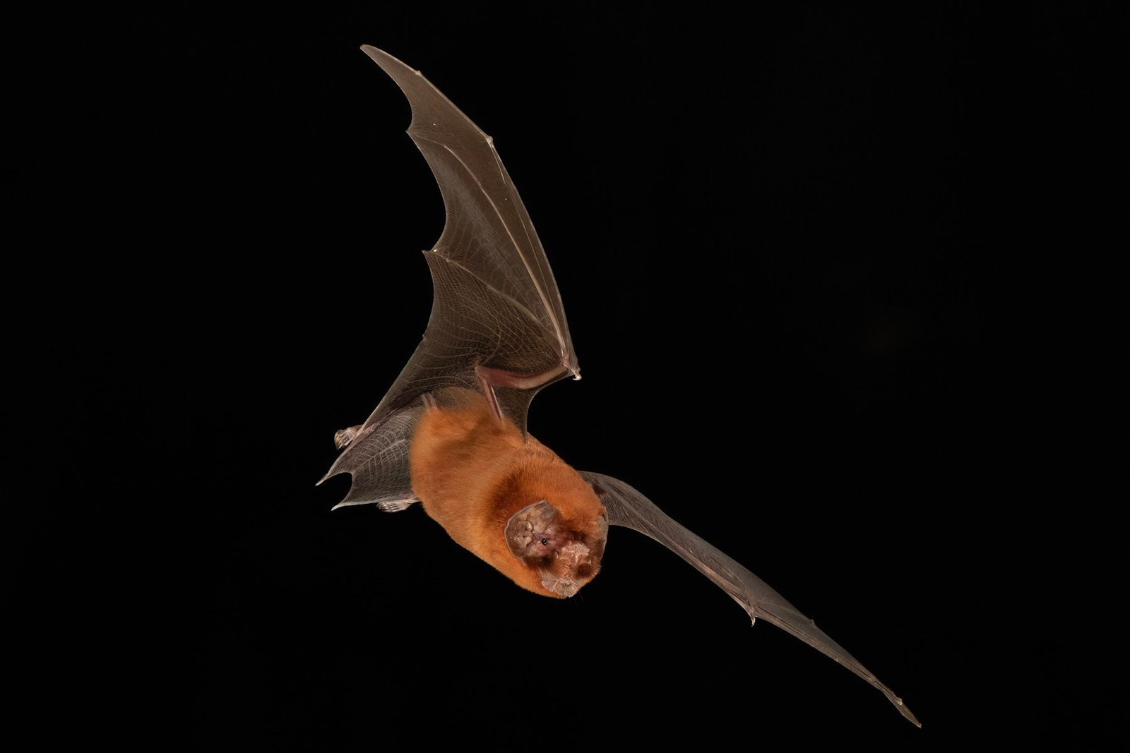 Mormoops blainvillii. Photo: Charles Francis