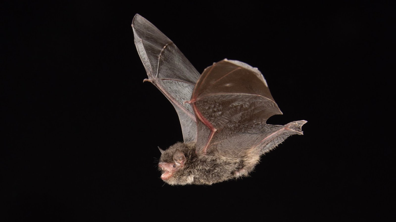 Myotis cf. ater — Thailand. Photo: Charles Francis