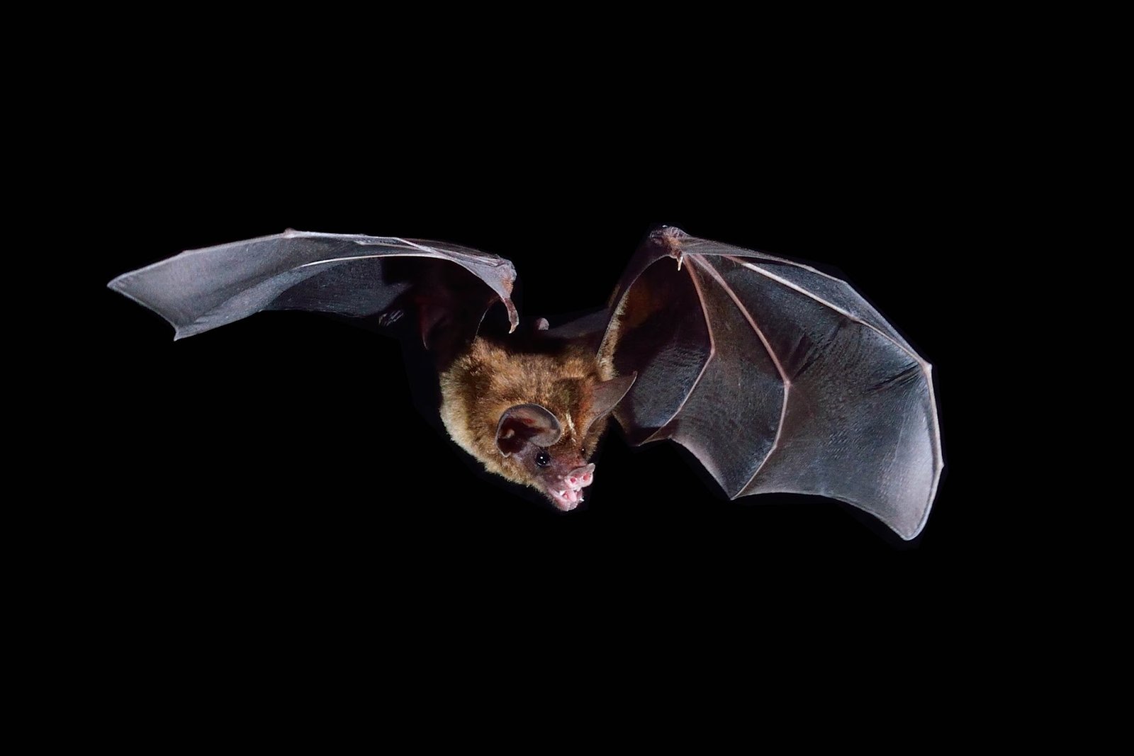 Northern Stripe-headed Round-eared Bat (Tonatia bakeri) — insectivore. Photo: Jose Gabriel Martinez Fonseca