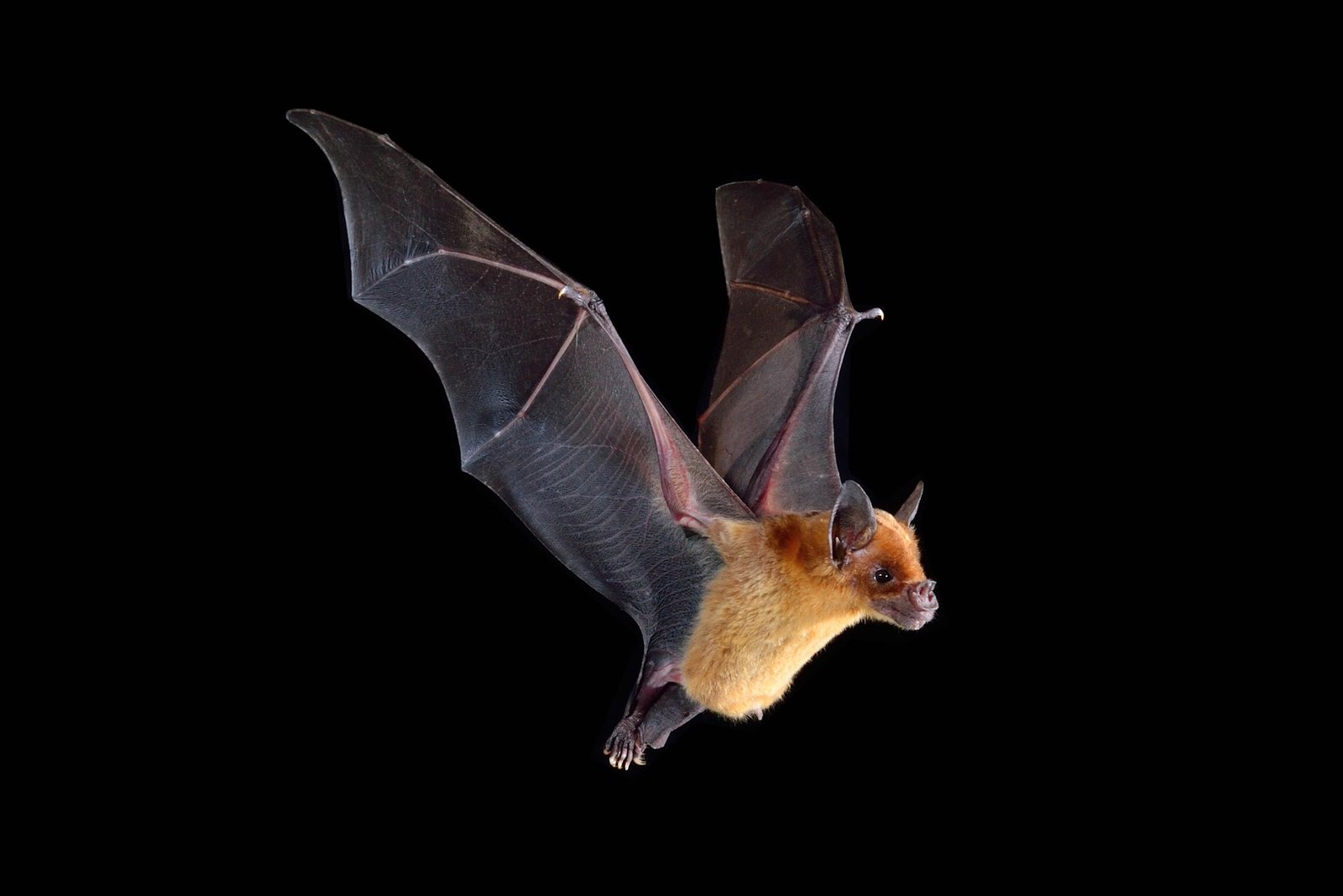 Pale Spear-nosed Bat (Phyllostomus discolor). Photo: Jose Gabriel Martinez Fonseca