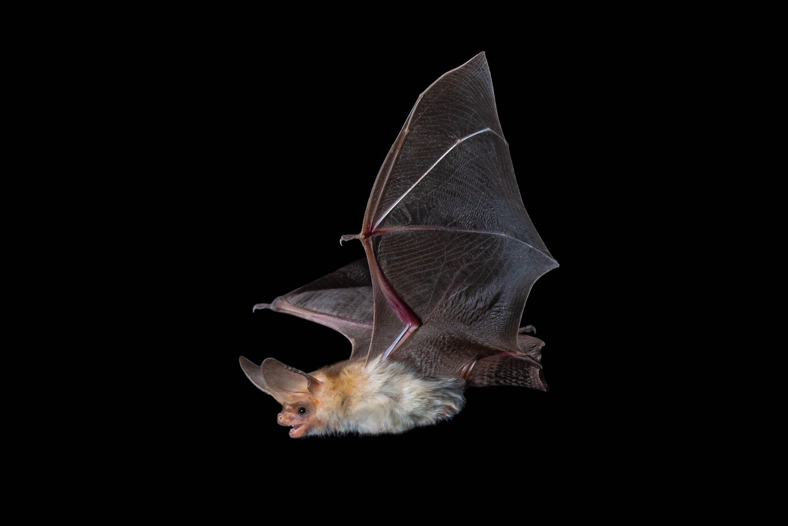 Pallid Bat (Antrozous pallidus). Photo: Jose Gabriel Martinez Fonseca