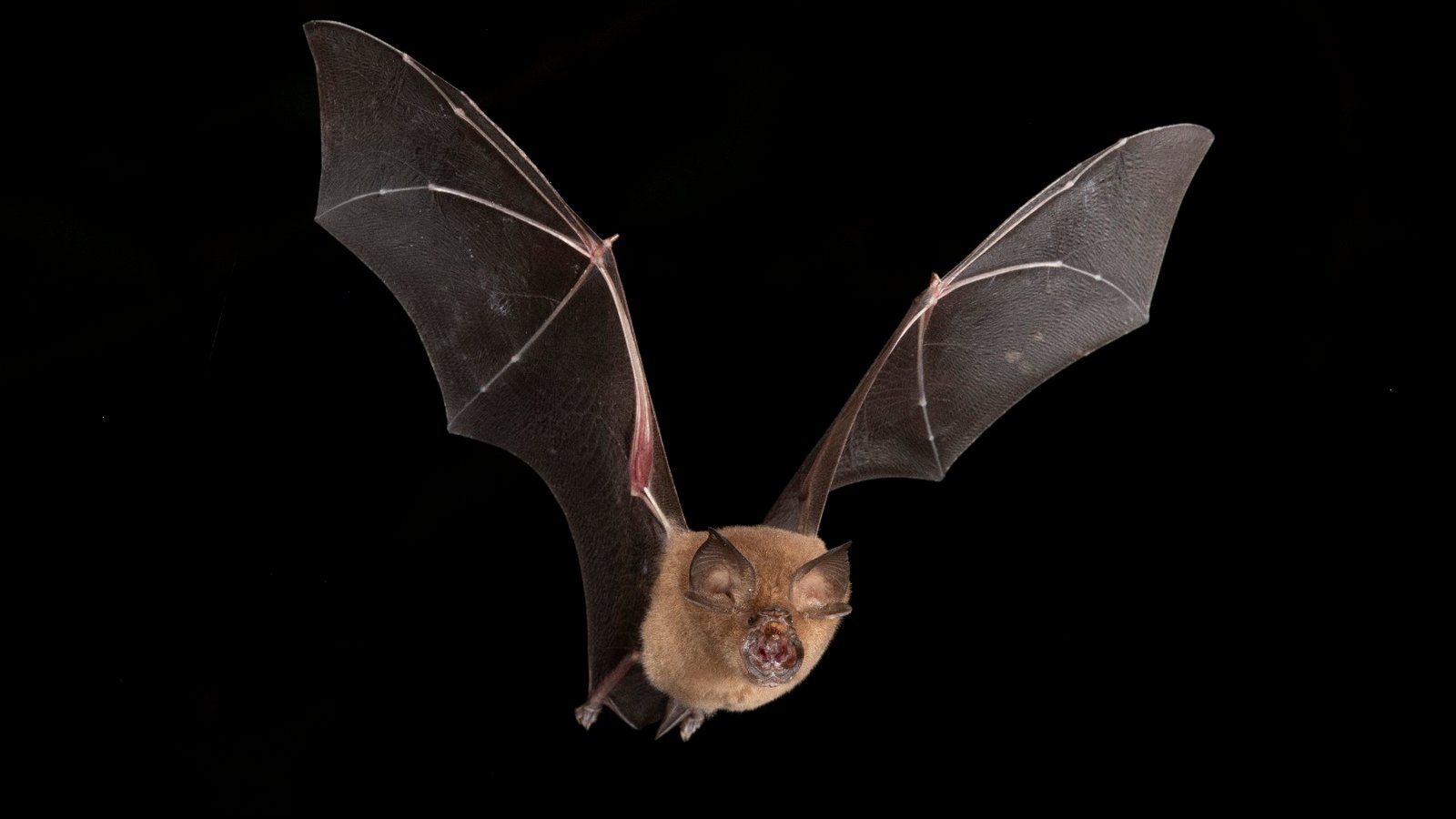 Rhinolophus creaghi — Sabah. Photo: Charles Francis