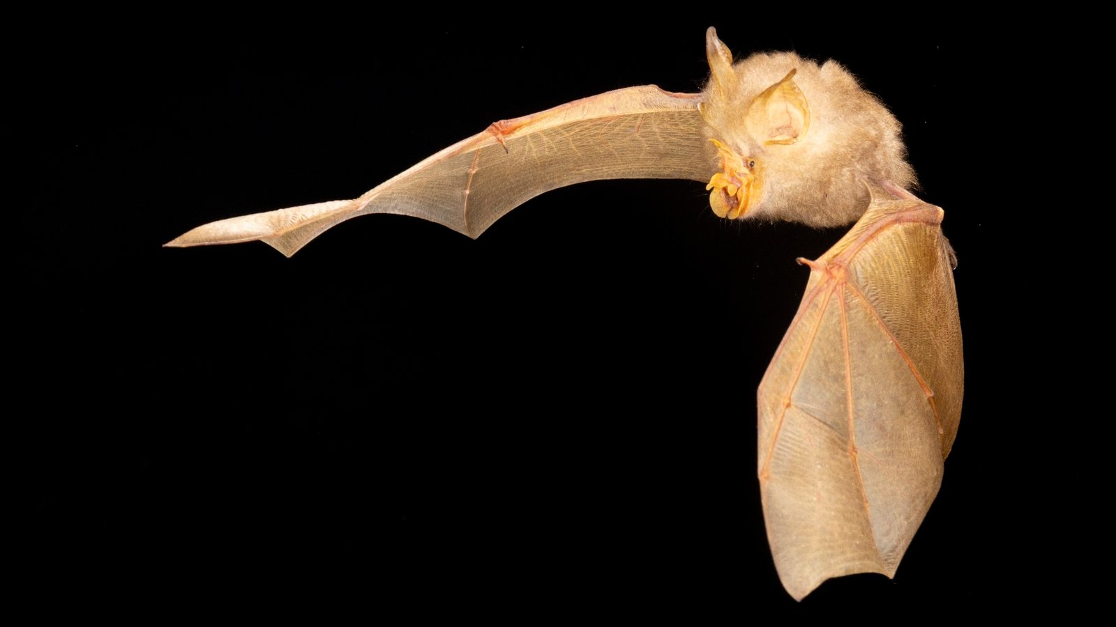 Rhinolophus trifoliatus — Brunei. Photo: Charles Francis