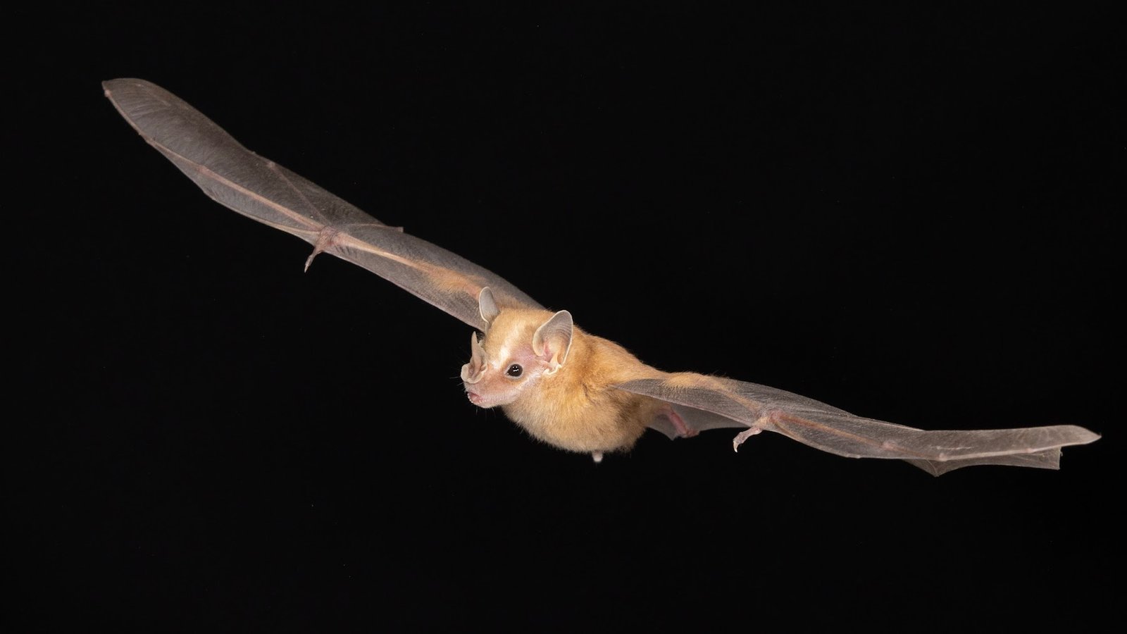 Vampyressa thyone — Belize. Photo: Charles Francis