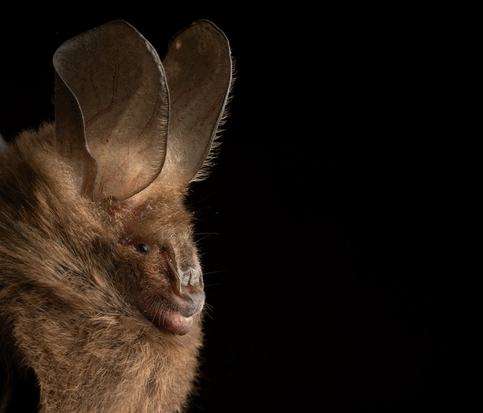 Dwarf Slit-faced Bat (Nycteris nana) in close-up, oversized ears up and nose-slit facing the camera: a satellite dish with fur. Photo: Cárol Sierra Durán